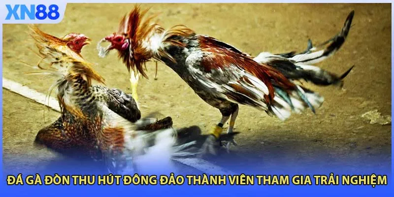 Đá gà đòn thu hút đông đảo thành viên tham gia trải nghiệm